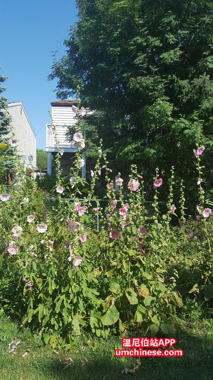 20170728_102647_resized.jpg